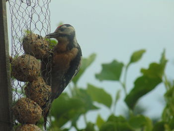 Low angle view of bird perching on tree