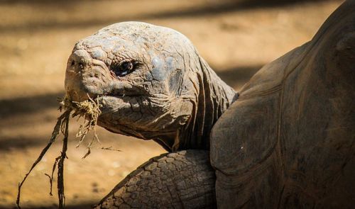 Close-up of a turtle