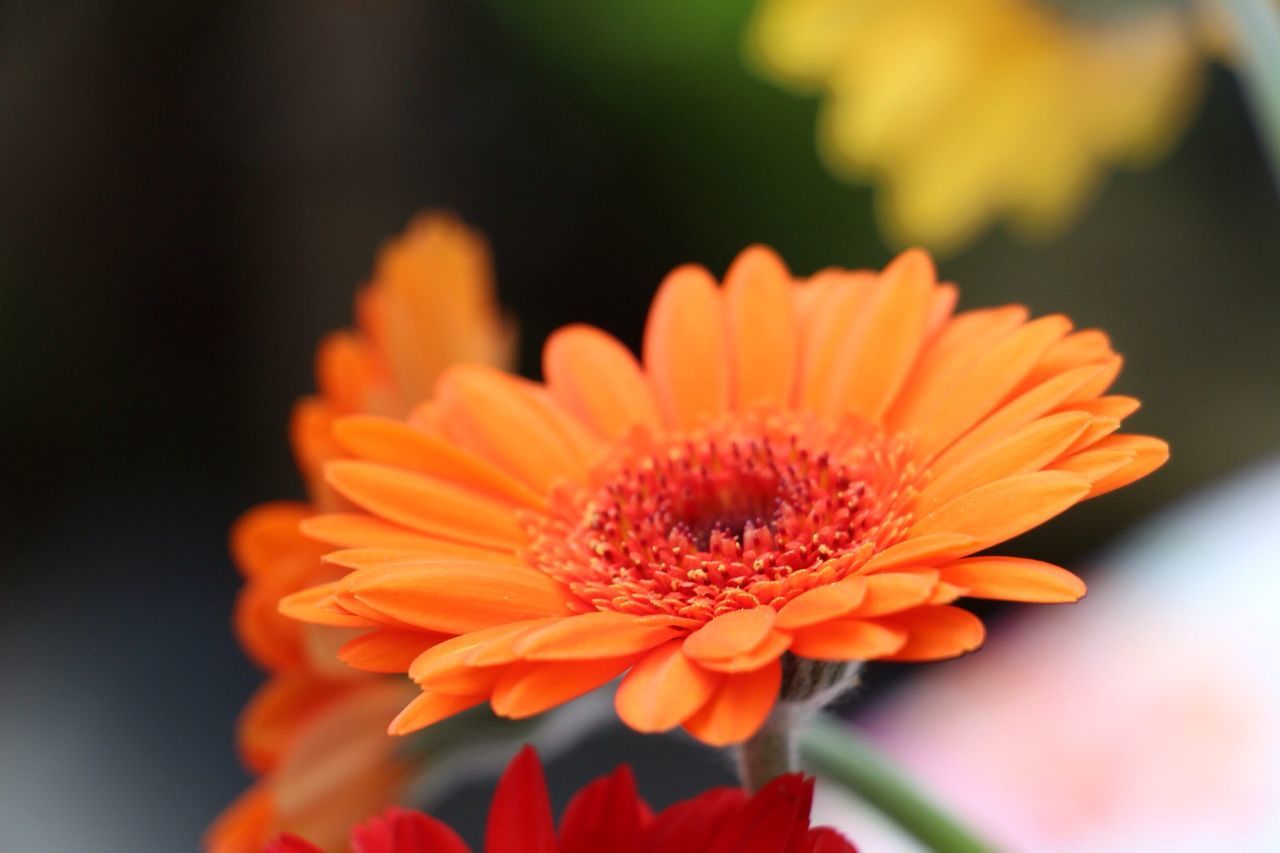 flower, petal, flower head, freshness, fragility, focus on foreground, close-up, growth, beauty in nature, blooming, pollen, single flower, nature, orange color, yellow, in bloom, plant, stamen, selective focus, blossom