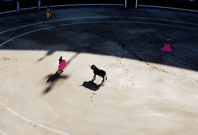 High angle view of matadors in ring with bull