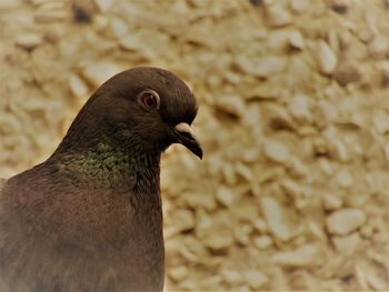 Close-up of pigeon