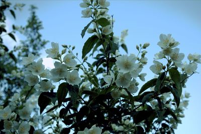 Low angle view of white flowering tree against sky