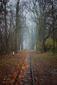 Railroad tracks in forest during autumn