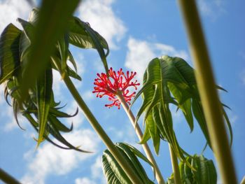 Low angle view of red flowering plant against sky