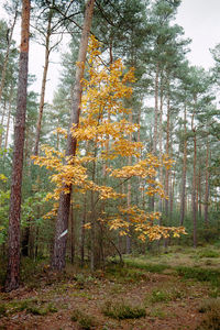 View of autumnal trees in forest