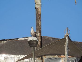 Low angle view of seagull perching on metal against sky