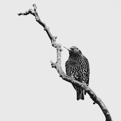 Low angle view of bird perching against clear sky