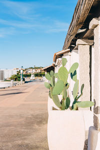 Close-up of plant by street against sky