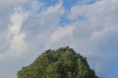 Low angle view of trees against sky