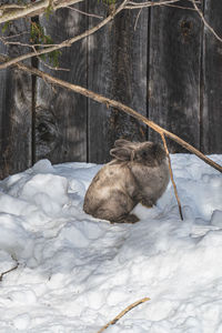 View of bunny on snow covered land