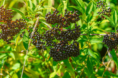 Ripe black elderberry, medicinal plant, lung diseases, coronavirus treatment, natural remedies.