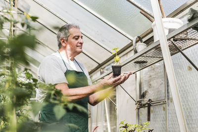 Senior man in greenhouse examining plant