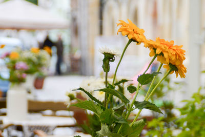 Close-up of flowers growing in front of plant