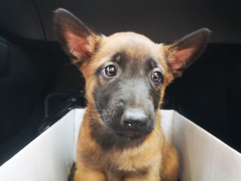 Close-up portrait of dog sitting in car