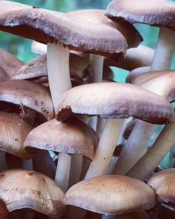 Close-up of mushrooms