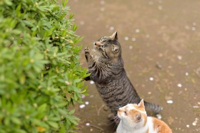 High angle view of cats reaching for plants on field