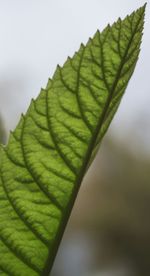 Close-up of green leaves