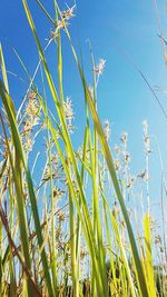 Low angle view of plants on field against blue sky