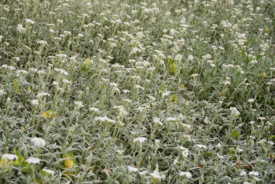 Full frame shot of white flowering plants on field