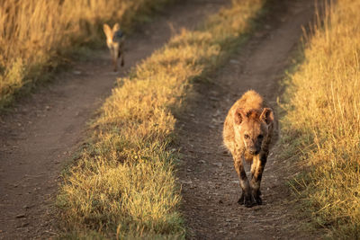 Hyenas walking on dirt road