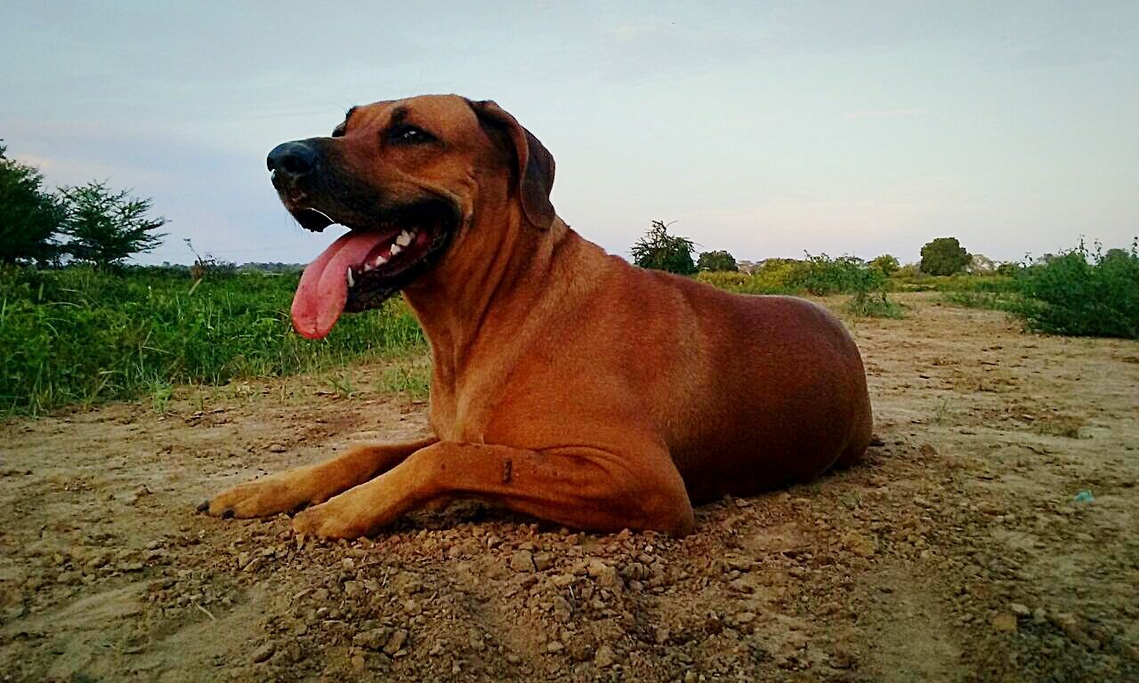 CLOSE-UP OF DOG ON FIELD