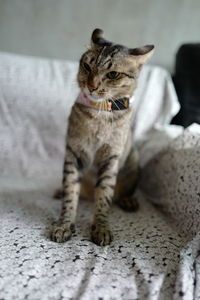 Cat sitting on bed at home