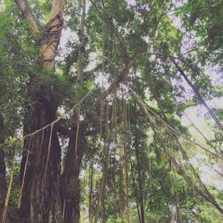 Low angle view of trees against sky