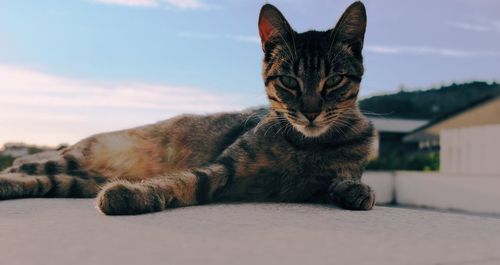 Close-up of a cat resting