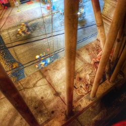 Close-up of tree stump