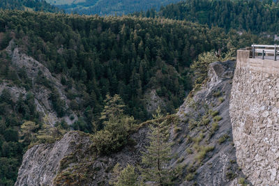 High angle view of pine trees in forest