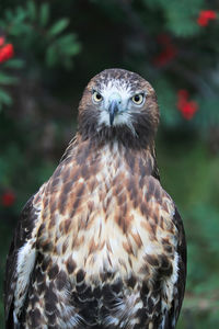 Vertical of a juvenile red tail hawk head