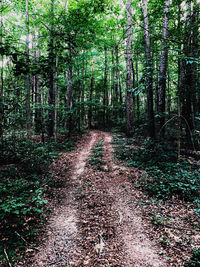 Dirt road along trees in forest