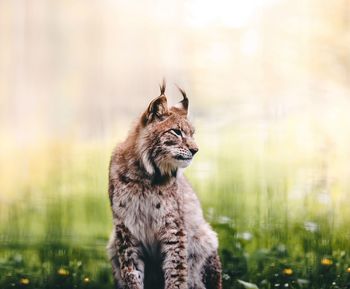 Lynx sitting on field