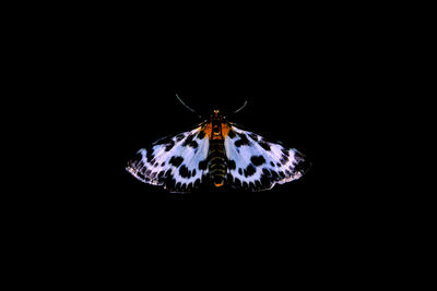 Close-up of butterfly over black background