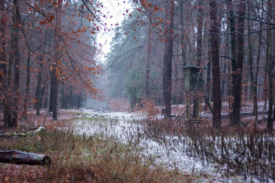 Trees in forest