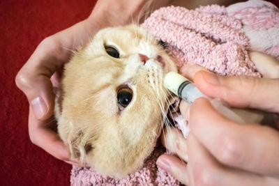 How to give a cat liquid medicine. ways to give a cat a pill