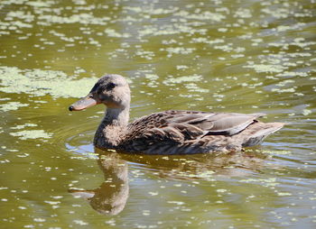 Duck swimming in lake