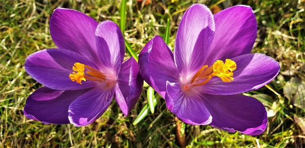 Close-up of purple crocus flowers growing in field