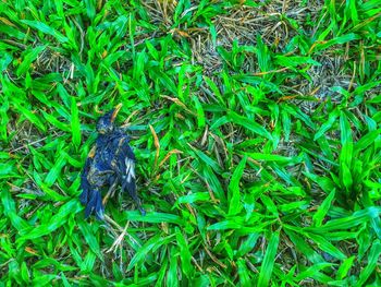 High angle view of frog on field