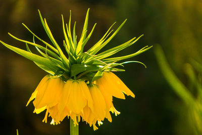 Close-up of yellow flowering plant