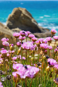 Pale pink flowers of armeria on the turquoise ocean coast close up