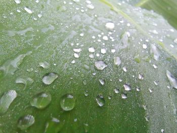 Close-up of raindrops on leaves