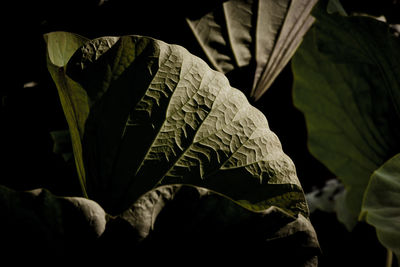 Close-up of leaves