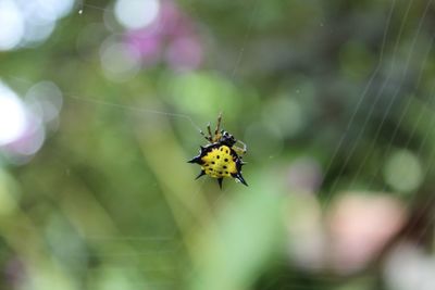 Close-up of spider on web