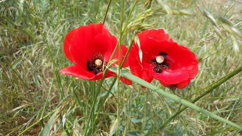 Close-up of red poppy flowers in field