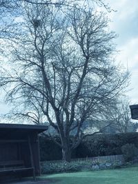 Low angle view of tree against building