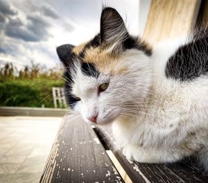 Close-up of a cat looking away