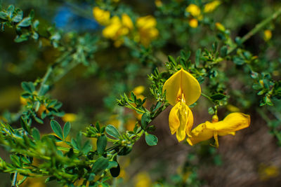 Close-up of yellow flowering plant