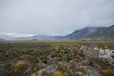 Scenic view of field against sky