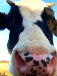 Close-up portrait of cow